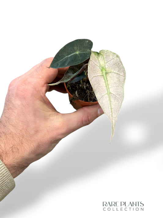 Alocasia Polly Variegata