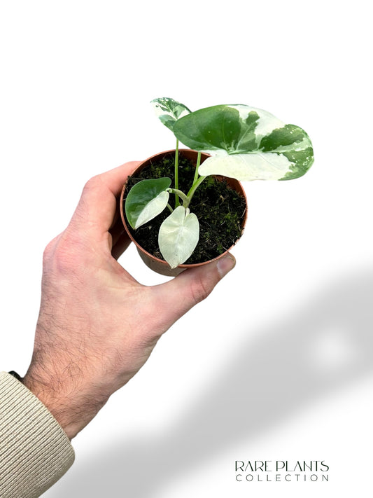 Alocasia Macrorrhiza Albo Variegata
