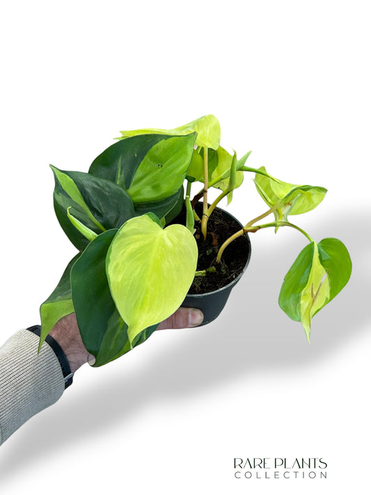 Philodendron Brasil