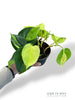 Philodendron Brasil