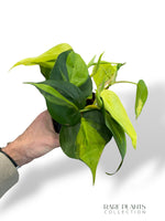 Philodendron Brasil