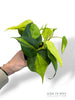 Philodendron Brasil