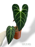 Anthurium Regale (XL)