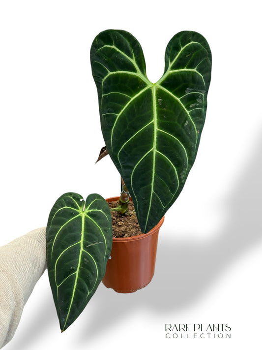 Anthurium Regale (XL)