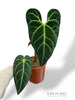Anthurium Regale (XL)