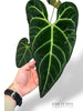 Anthurium Regale (XL)
