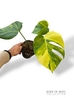 Monstera Aurea (Marmorata)