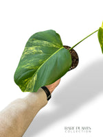 Monstera Aurea (Marmorata)