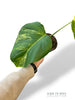 Monstera Aurea (Marmorata)