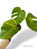 Monstera Aurea (Marmorata)