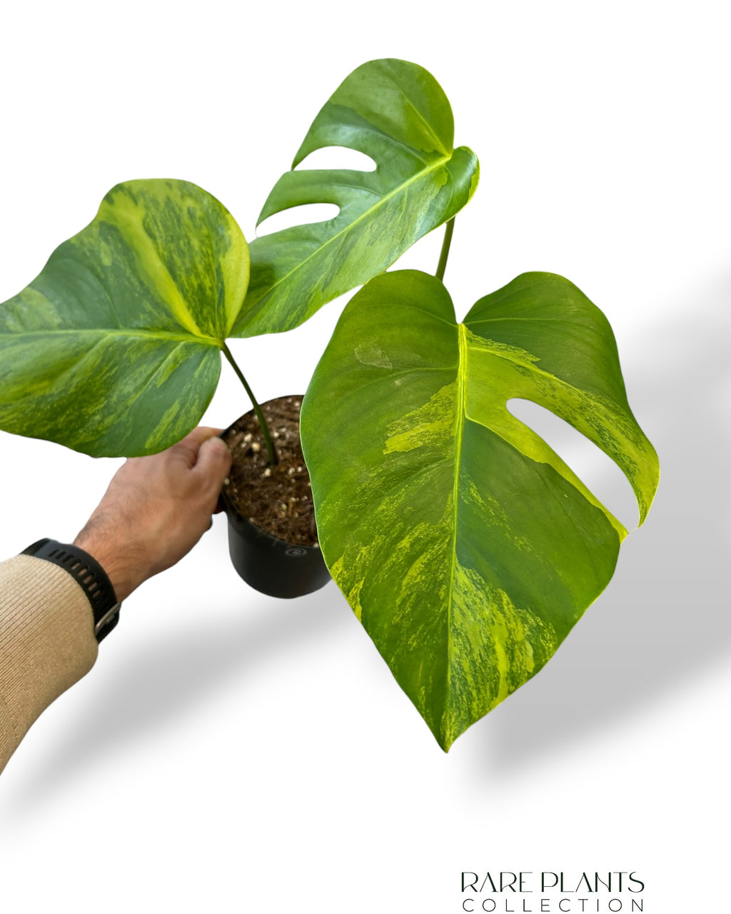 monstera marmorata vs aurea Monstera Aurea (Marmorata) – Rare Plants Collection