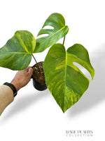 Monstera Aurea (Marmorata)