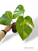 Monstera Aurea (Marmorata)