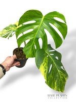Monstera Aurea (Marmorata)