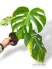 Monstera Aurea (Marmorata)