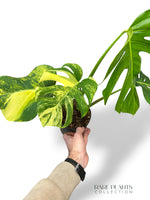 Monstera Aurea (Marmorata)