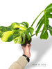 Monstera Aurea (Marmorata)