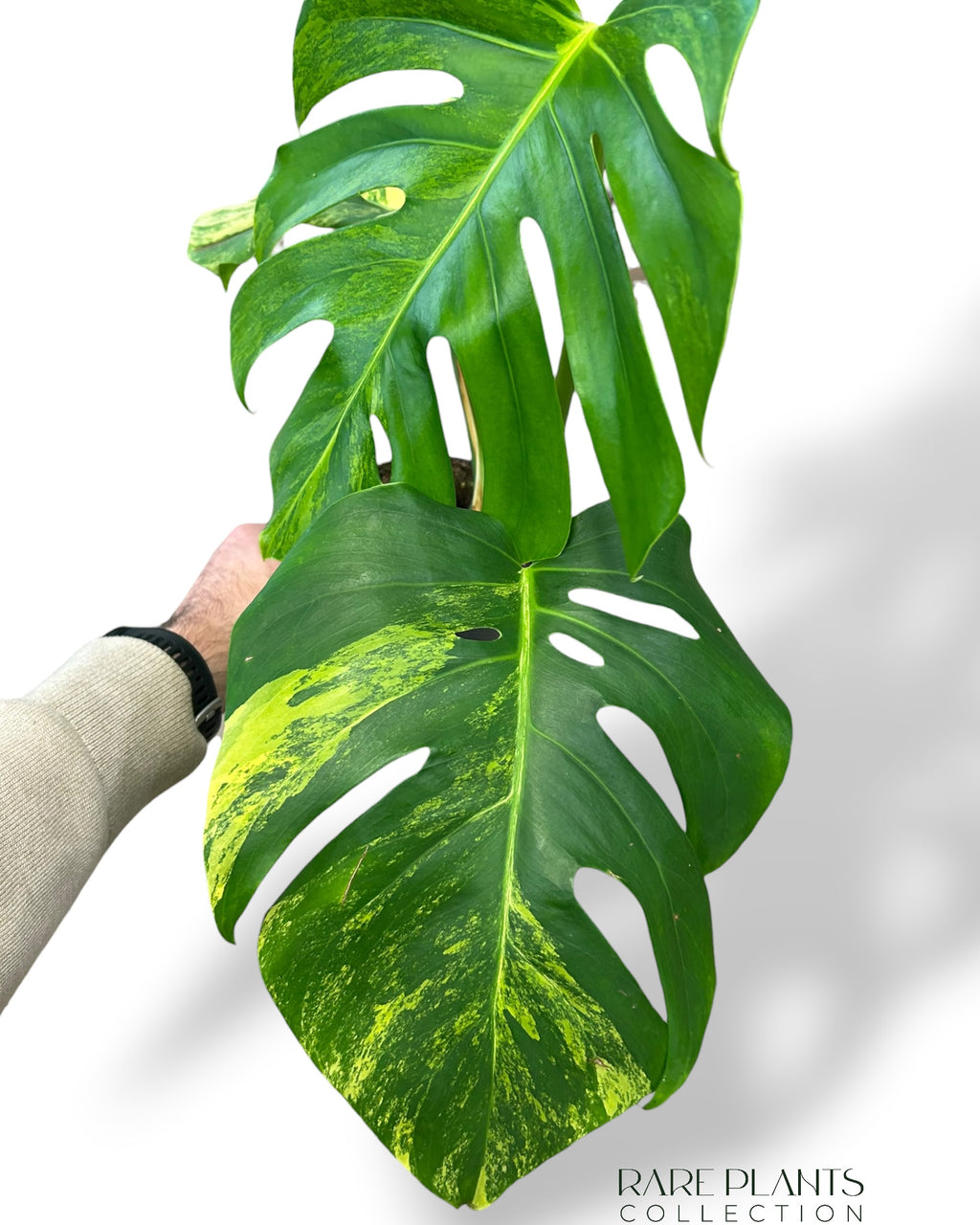 monstera deliciosa marmorata Monstera Aurea (Marmorata) – Rare Plants Collection