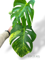 Monstera Aurea (Marmorata)