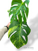 Monstera Aurea (Marmorata)