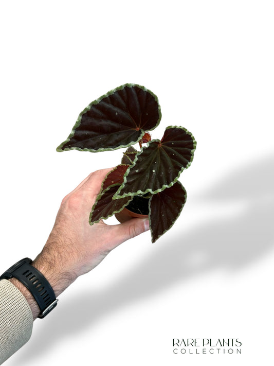 Begonia Darthvaderiana Green Spot