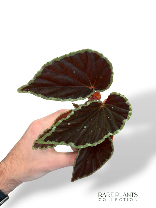 Begonia Darthvaderiana Green Spot