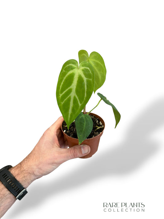 Anthurium Magnificum S