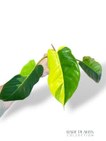 Philodendron Jungle Fever Variegata