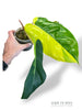Philodendron Jungle Fever Variegata