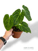 Anthurium 'Restless Dreamer' Batch