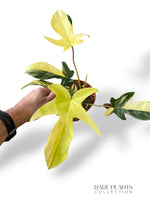 Philodendron Florida Beauty