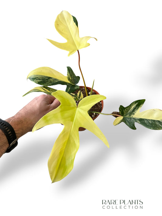 Philodendron Florida Beauty