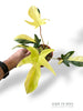 Philodendron Florida Beauty