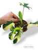 Philodendron Florida Beauty