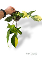 Philodendron Florida Beauty
