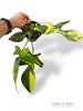 Philodendron Florida Beauty