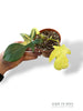 Philodendron Florida Beauty