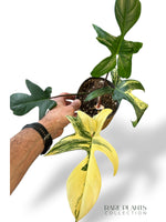 Philodendron Florida Beauty
