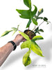 Philodendron Florida Beauty