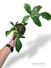 Philodendron Florida Beauty