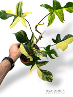 Philodendron Florida Beauty