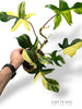 Philodendron Florida Beauty