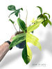 Philodendron Florida Beauty
