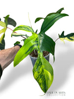 Philodendron Florida Beauty