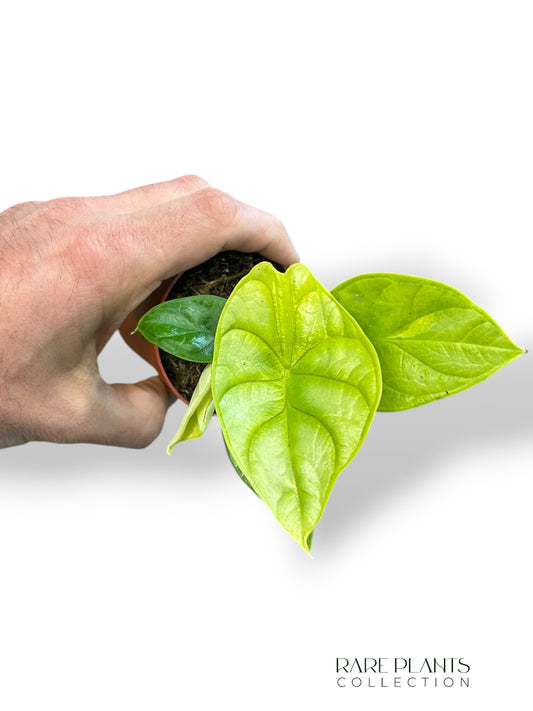 Alocasia Dragon Gold