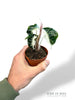 Alocasia Polly Pink Lava