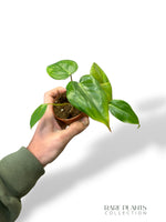 Philodendron Billietiae x Pastazanum
