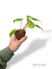 Philodendron Billietiae x Pastazanum