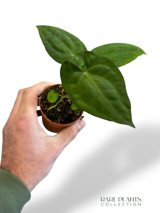Anthurium Dark Phoenix x Papillilaminum