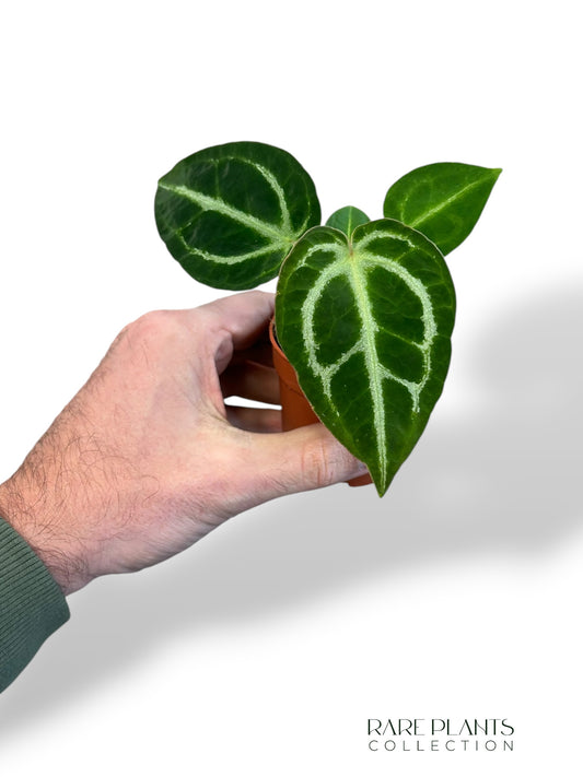 Anthurium Dorayaki